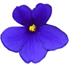 Blue/Dark Purple African Violets